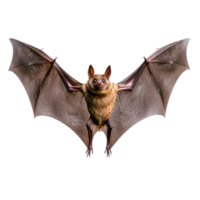 a bat flying on a transparent background png