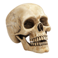 a skull with a missing tooth on a transparent background png
