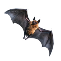 a bat flying on a transparent background png