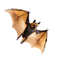 a bat flying in the air on a transparent background png