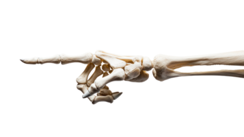 Skeleton hand pointing isolate on transparency background png