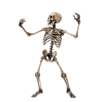 Skeleton dance isolate on transparency background png