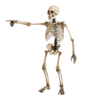 a skeleton pointing at something on a transparent background png