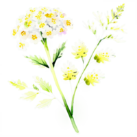 A drawing of a white flower with yellow leaves png