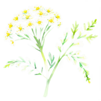 A watercolor drawing of a white flower png