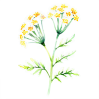 A watercolor painting of a bunch of yellow flowers png