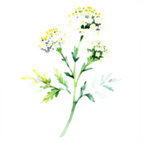 A white flower with green leaves on a black background png