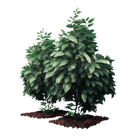 Lush, detailed bush with a transparent background, showcasing vibrant green foliage. Perfectly isolated, allowing for seamless integration into various design projects. png