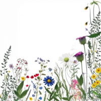 Enchanting Wildflower Herbs Border A delicate array of boho-inspired wildflowers and herbs gracefully arranged on a transparent background, evoking natural beauty and serenity. png