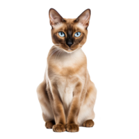 A full-bodied Burmese cat, glossy coat, elegant poise, depicted against a clear transparent background, showcasing its lithe figure and distinctive breed traits. png