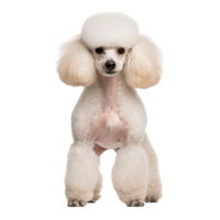 An illustration of a poodle dog in full body view, set against a clear transparent background for versatile use. png