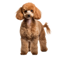 Full-body poodle dog illustration, standing pose, detailed fur texture, isolated on a transparent background for versatile use. png