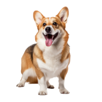 A full-bodied Pembroke Welsh Corgi dog stands alert, showcasing its fluffy coat and short legs, set against a clean transparent backdrop for easy use. png