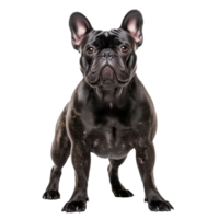 French bulldog in full body pose stands alert, showcasing its muscular build and bat-like ears, all set against a clean transparent backdrop. png