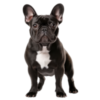 French bulldog in a pose showcasing its full body, displayed on a transparent background for clear viewing. png