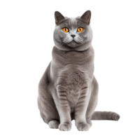 British Shorthair cat displayed in full body view against a transparent background, showcasing its plush coat and solid build. png