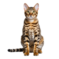 Full-body image of a Bengal cat with its distinctive spotted coat and muscular build, positioned against a transparent backdrop for clear visibility. png