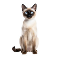 Siamese cat with sleek fur and piercing blue eyes, gracefully posed in full profile, isolated against a transparent backdrop. png