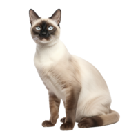 A Siamese cat, with its cream-colored fur and dark brown points, stands elegantly in full view, set against a clear transparent background. png