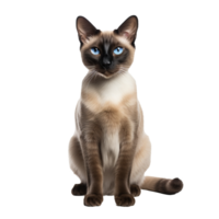 Siamese cat depicted in full body stance, elegantly poised with striking blue eyes, sleek coat, and distinct color points, set against a transparent backdrop. png
