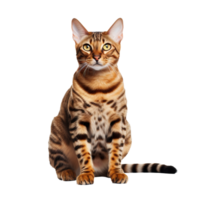A full-bodied Bengal cat, with distinctive rosette markings, stands alert with a graceful poise on a transparent background. png