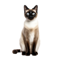 A Siamese cat, with a sleek coat and striking blue eyes, stands in full view against a transparent backdrop. png