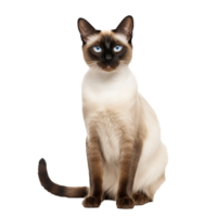 A Siamese cat, featuring its sleek, cream-colored coat and dark extremities, stands gracefully with a full-body view against a transparent background. png