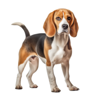 Beagle dog in full view, tri-color coat vividly displayed, attentive ears perked up, standing poised on a clean transparent background. png