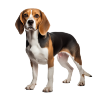 Beagle dog in full stance, ears perky, displaying its tricolor coat, rendered with clear detail against a transparent backdrop. png