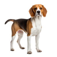 Beagle dog in full stance, showcasing its tri-color coat and floppy ears, positioned against a clear transparent background for versatile use. png