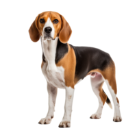 Beagle dog depicted in full body pose, standing sideways, with detailed coat colors and markings, rendered on a transparent background. png