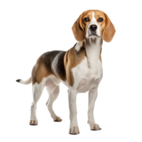 Beagle dog in full pose, distinct with tri-color coat displayed on a transparent background. png