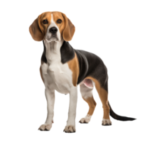 A full-body image of a Beagle dog standing, with a transparent background for versatile use in graphics and designs. png