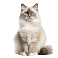 Ragdoll cat with fluffy fur and blue eyes, displayed in its entirety against a clear background. png