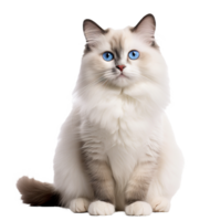 A full body image of a Ragdoll cat, with luxurious fur and bright blue eyes, showcased against a clear, transparent background. png