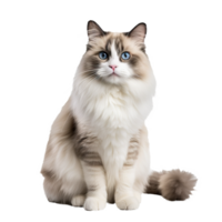 A Ragdoll cat with plush coat and piercing blue eyes sprawled elegantly, its full body visible against a transparent backdrop. png