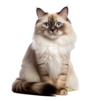 Ragdoll cat, fluffy coat, piercing blue eyes, relaxed pose, full-body display, on a seamless transparent background for versatile use. png