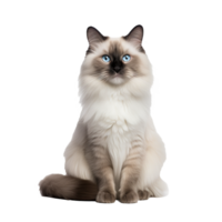 A Ragdoll cat flaunts its plush coat and striking blue eyes, its full-body pose captured against a transparent backdrop, showcasing its majestic allure. png