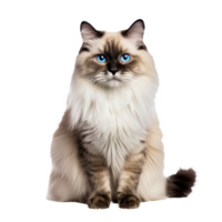Ragdoll cat, fluffy coat, blue eyes, relaxed pose, detailed fur texture, visible from whiskers to tail, no backdrop, format. png