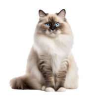 A Ragdoll cat with silky fur and striking blue eyes lounges, displaying its full fluffy body on a clear background. png