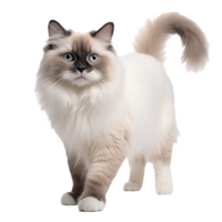 A full-body image of a fluffy Ragdoll cat with piercing blue eyes and soft, patterned fur, sits elegantly, isolated against a transparent backdrop. png
