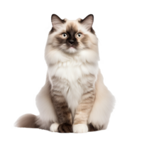 Ragdoll cat with lush fur in full view, poised elegantly, showcased against a seamless transparent backdrop. png