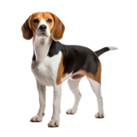 Beagle dog stands in full body profile with tri-color coat, floppy ears and eager expression, isolated on a transparent background. png