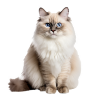 Ragdoll cat with fluffy fur in full body view, posing elegantly against a transparent backdrop. png
