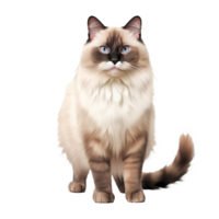 A Ragdoll cat is pictured in full body view against a transparent background, showcasing its plush coat and relaxed demeanor. png