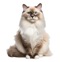 Ragdoll cat with soft fur poses gracefully, displaying full body on a transparent background, showcasing its fluffy tail and blue eyes. png