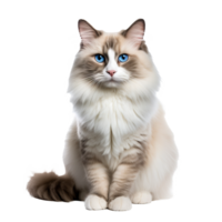 A Ragdoll cat with soft, long fur and striking blue eyes is displayed in a relaxed full-body pose against a transparent background. png