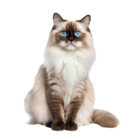A full-bodied Ragdoll cat, with its distinct markings and plush coat, is elegantly positioned against a transparent backdrop. png