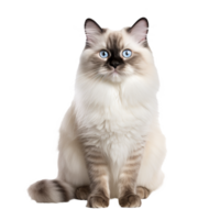 A full-body Ragdoll cat with fluffy fur and bright blue eyes, gracefully posed, isolated on a transparent background. png