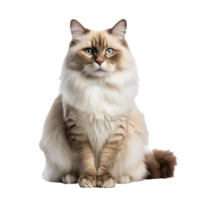 Ragdoll cat with plush coat in full body pose, isolated on transparent background, showcasing its distinct color points and fluffy appearance. png